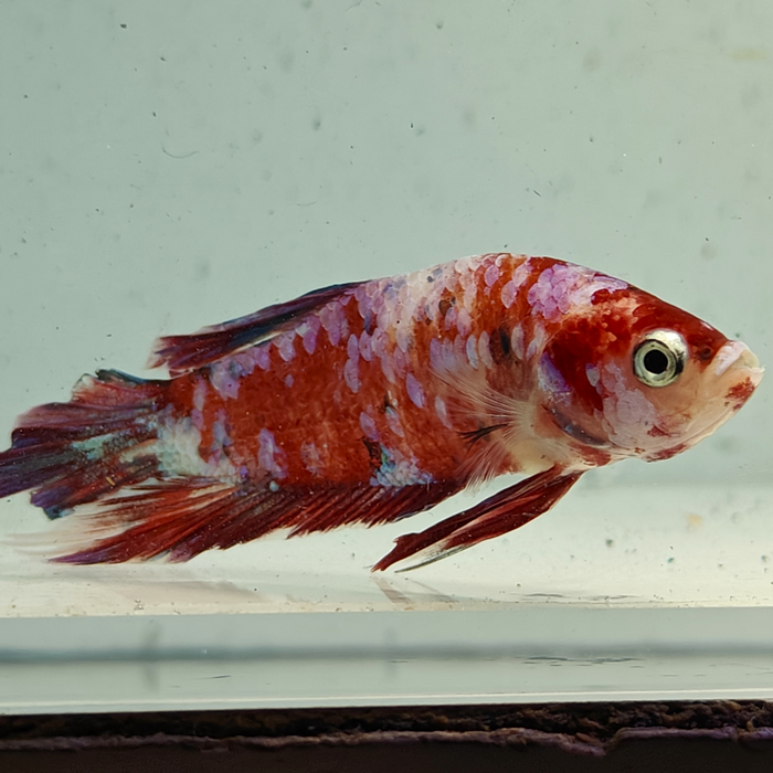 betta splendens man
