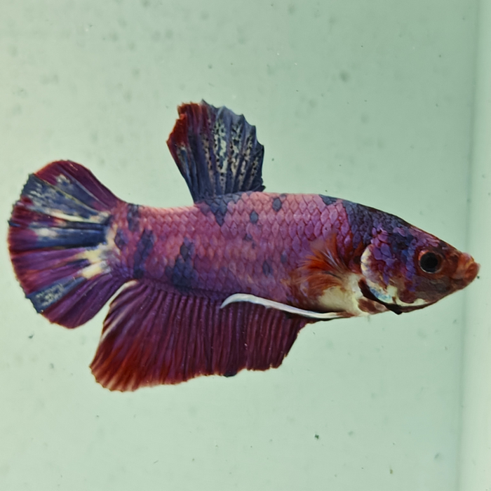 betta splendens man