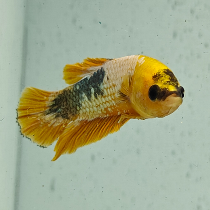 betta splendens man