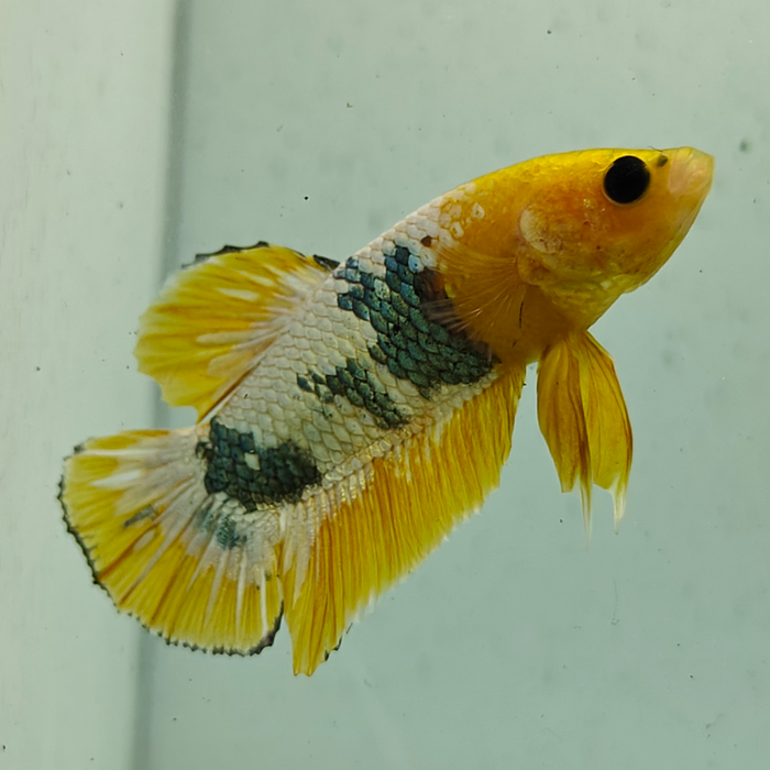 betta splendens man