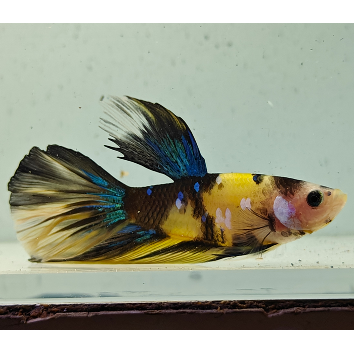 betta splendens man