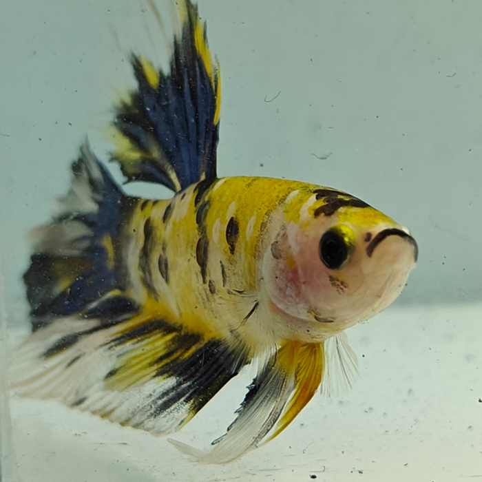 betta splendens man