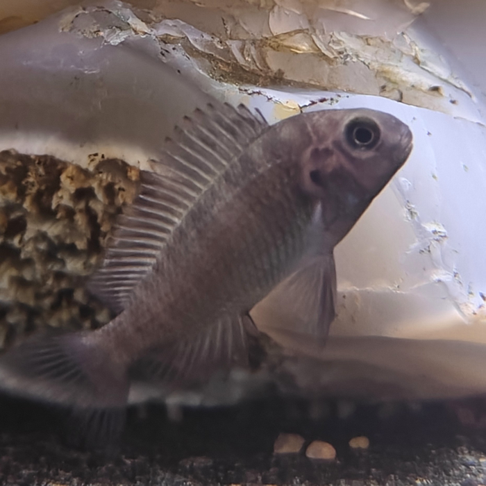 Tropheus moori ikola