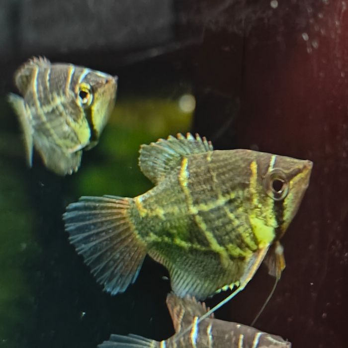 Sphaerichthys o. selatanensis