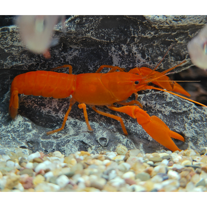 Cherax snowden