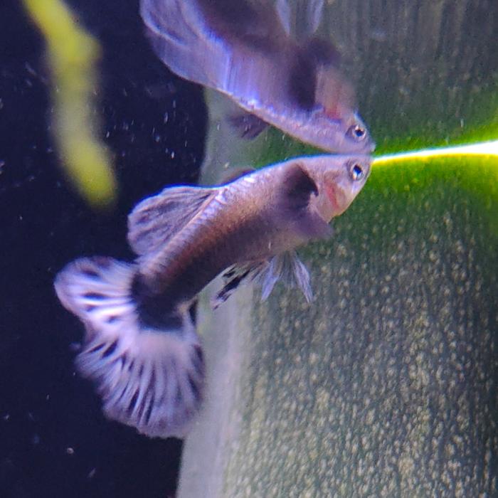 Lebistes reticulatus (man) blue ivory