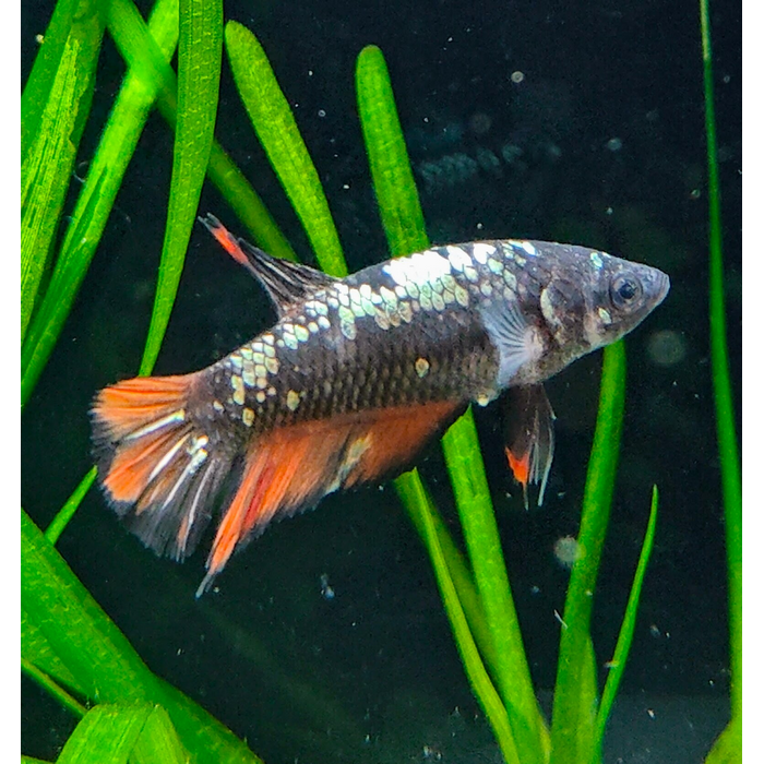 Betta splendens (vrouw) avatar copper