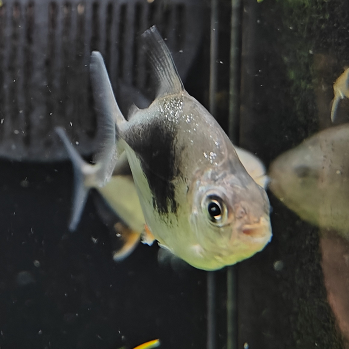 Myloplus lamax
