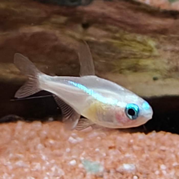 Paracheirodon innesi (geel)