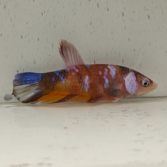 betta splendens man