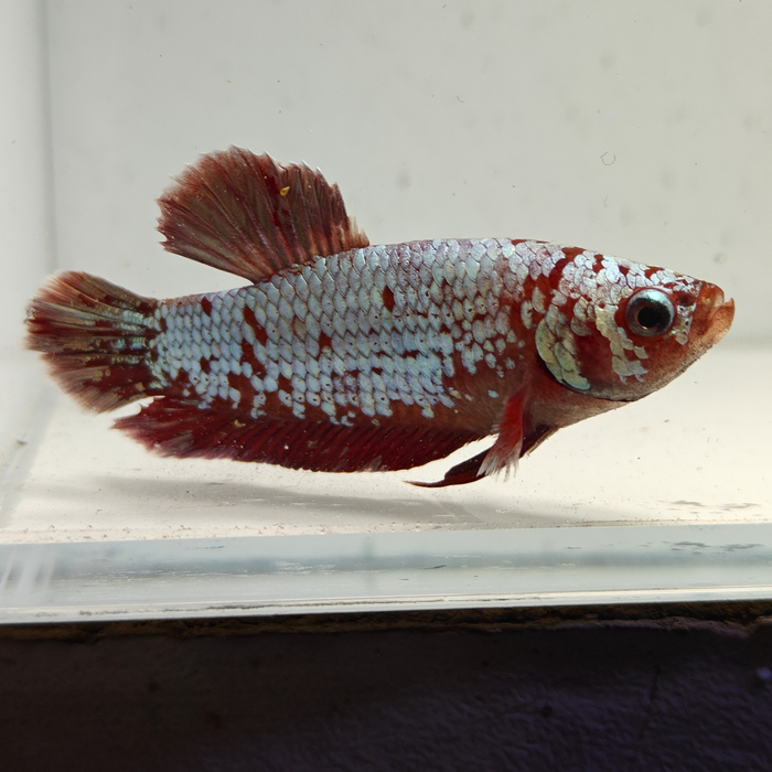 betta splendens man