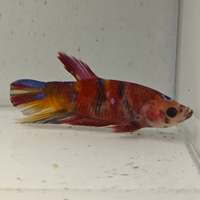 betta splendens man