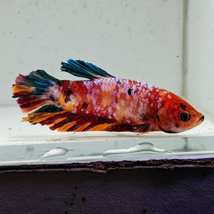 betta splendens man