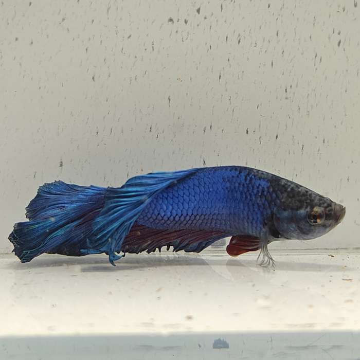 betta splendens man
