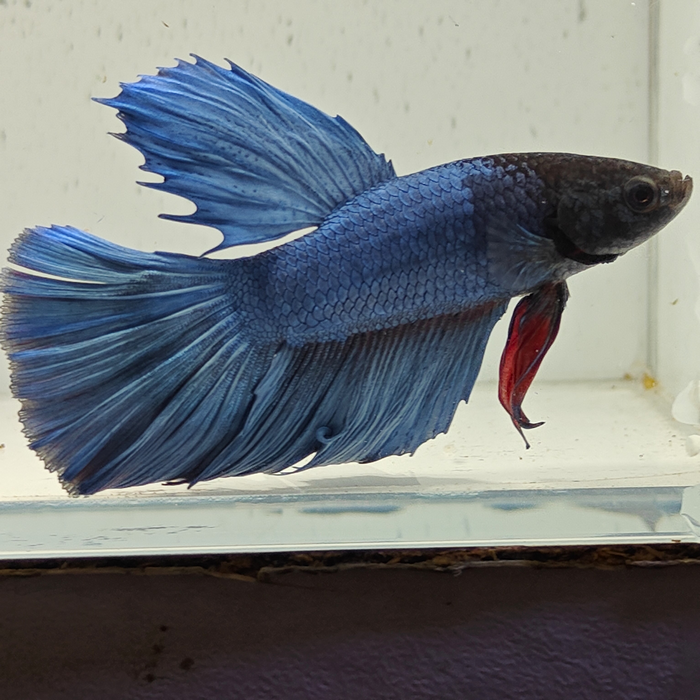 betta splendens man