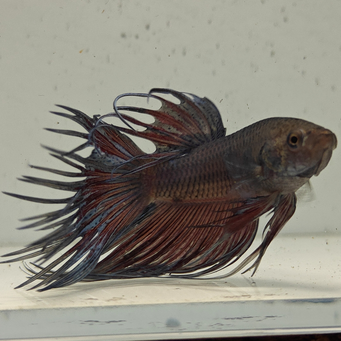 betta splendens man