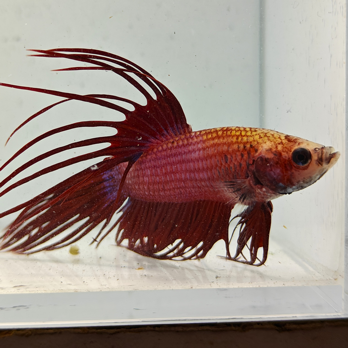 betta splendens man