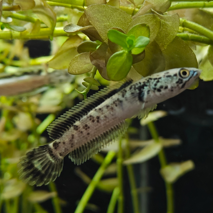 channa limbata granite