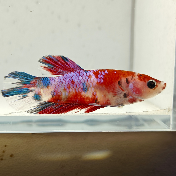 betta splendens man