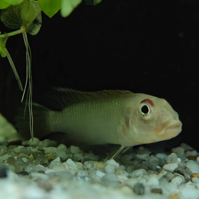 Nanochromis teugelsi bandundu