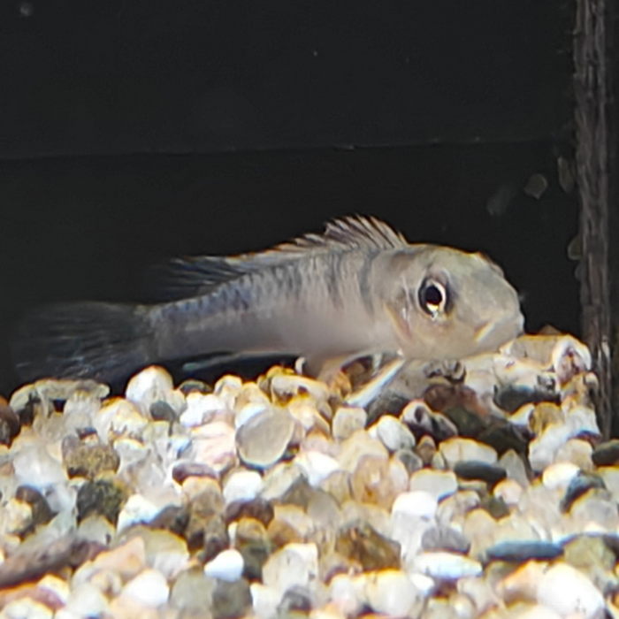 Nanochromis splendens kinganaga