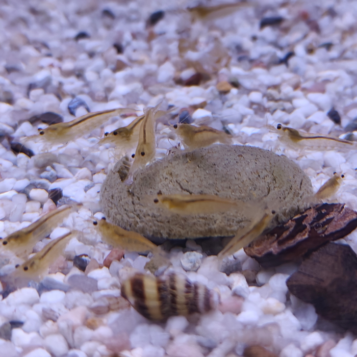 Caridina Japonica