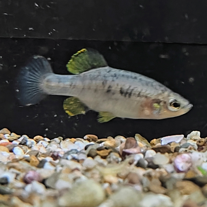 Zoogeneticus tequila