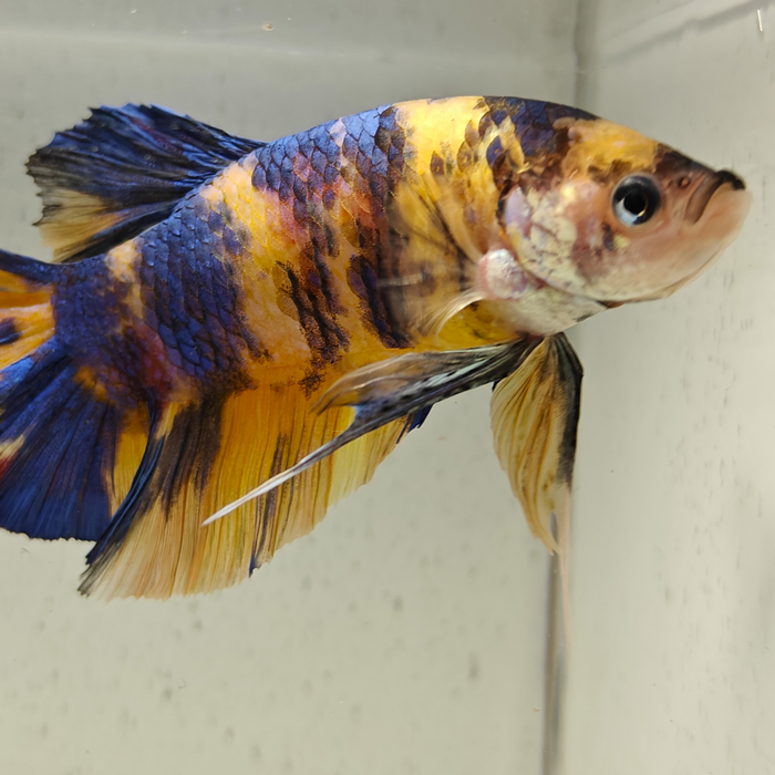 betta splendens man