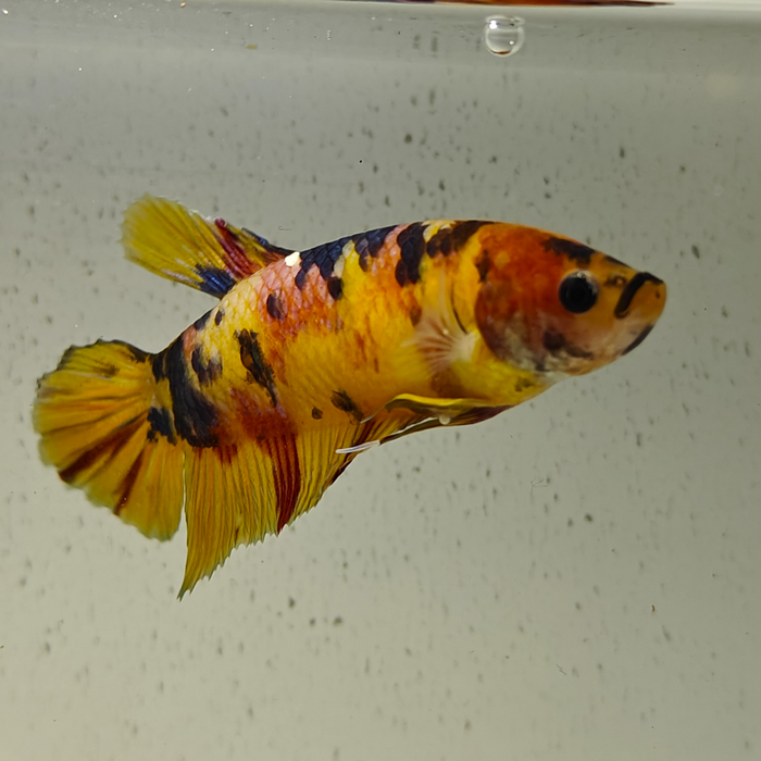 betta splendens (vrouw) giant