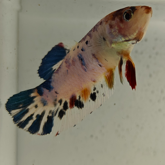 betta splendens (vrouw) giant