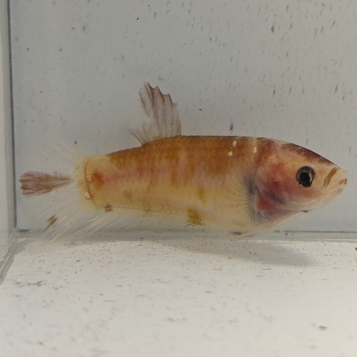 betta splendens (vrouw) giant