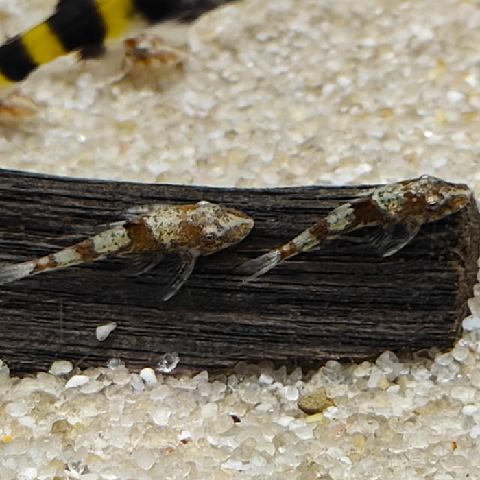 Parotocinclus sp. 3