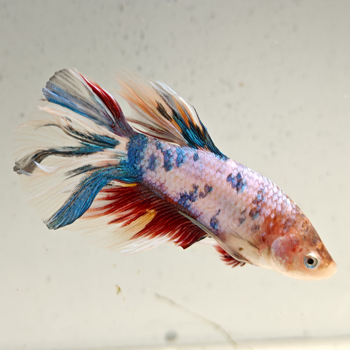 betta splendens man