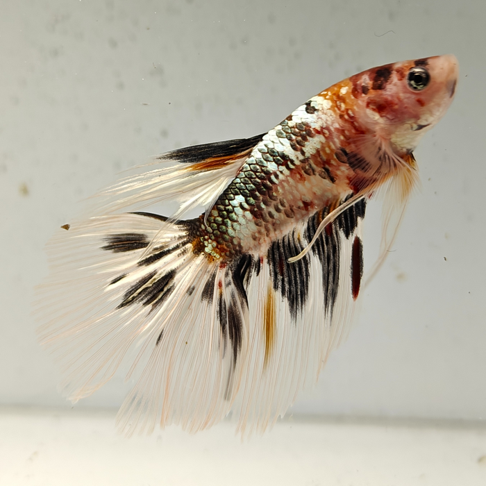 betta splendens man