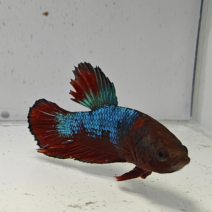 betta splendens man