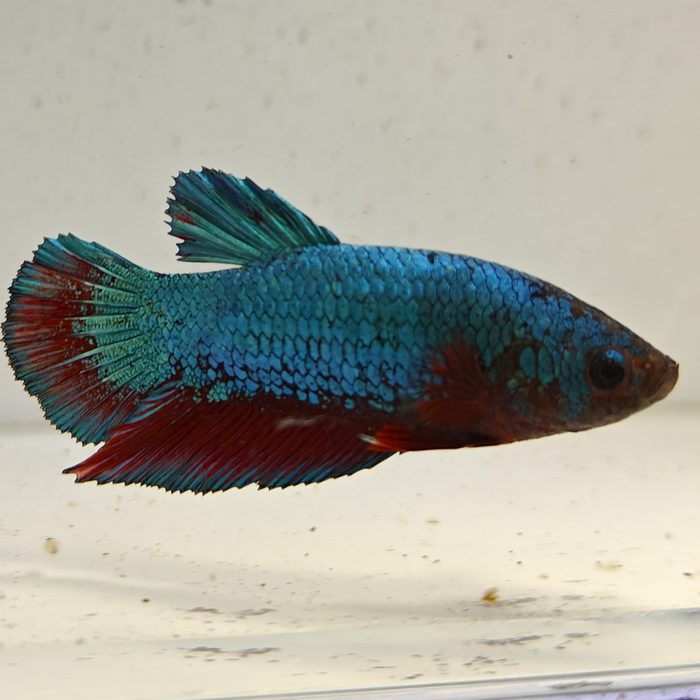 betta splendens man