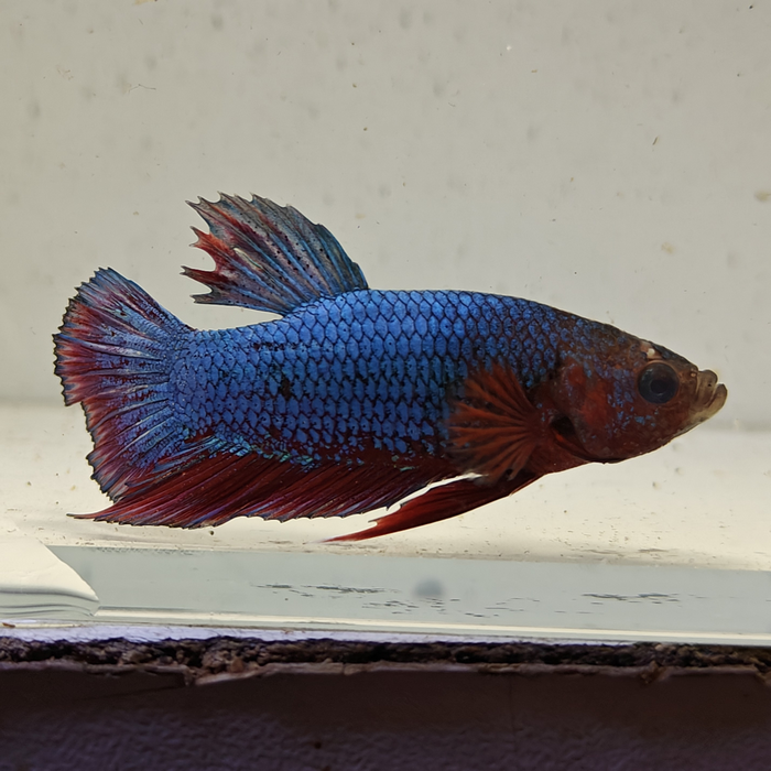 betta splendens man