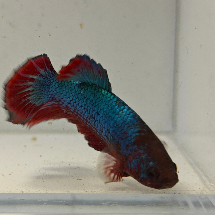betta splendens man