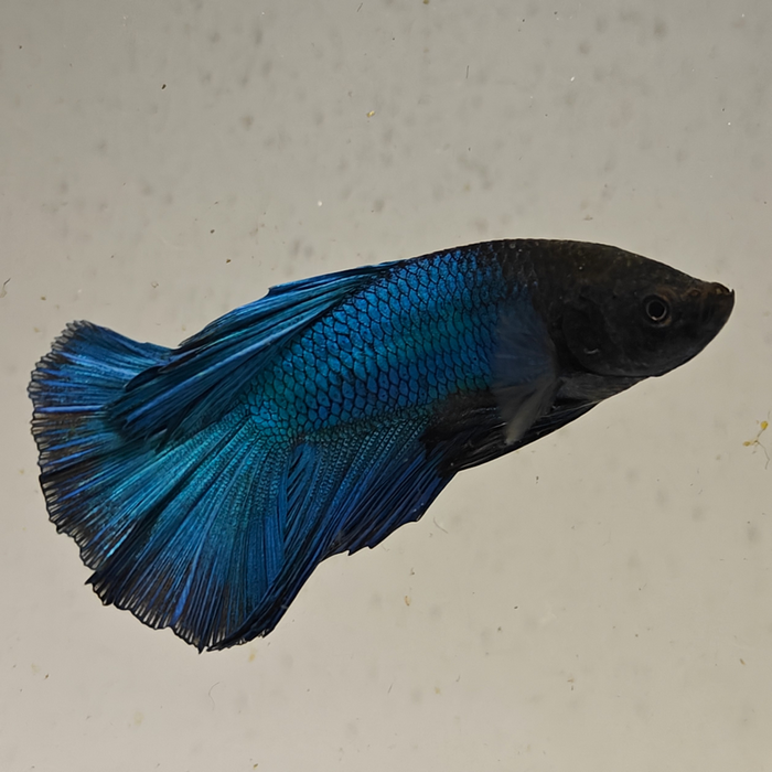 betta splendens man