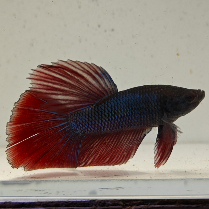 betta splendens man