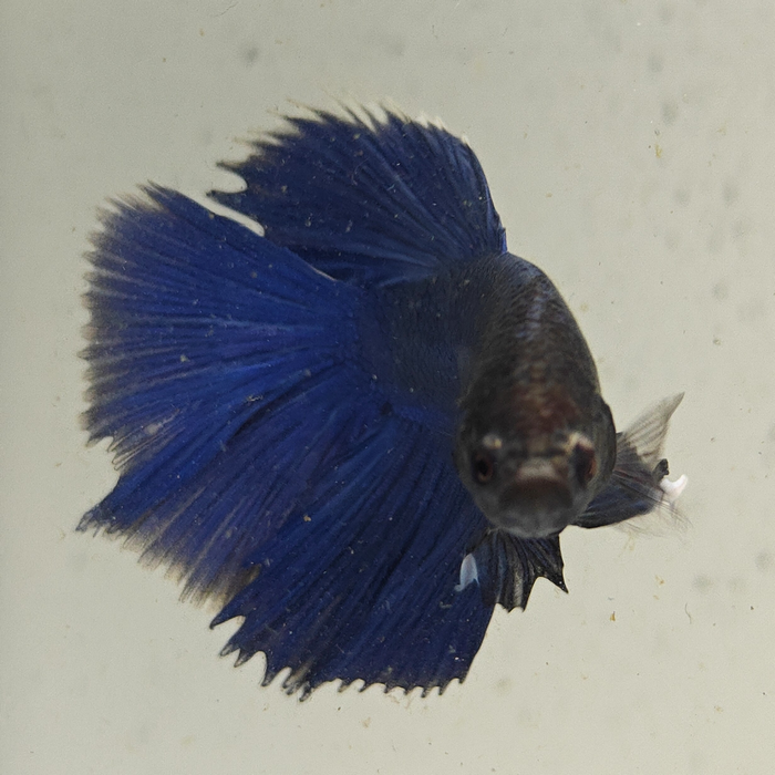 betta splendens man