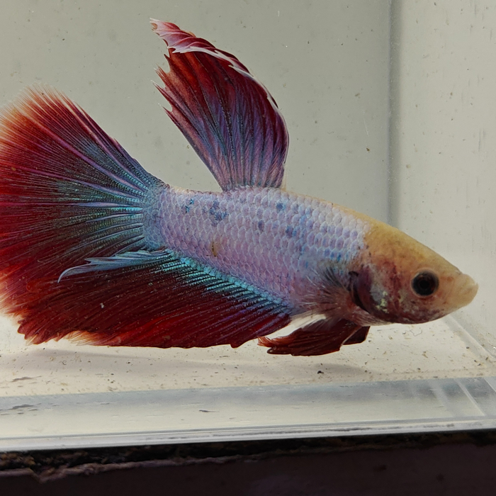 betta splendens man