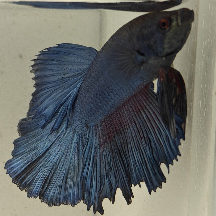 betta splendens man