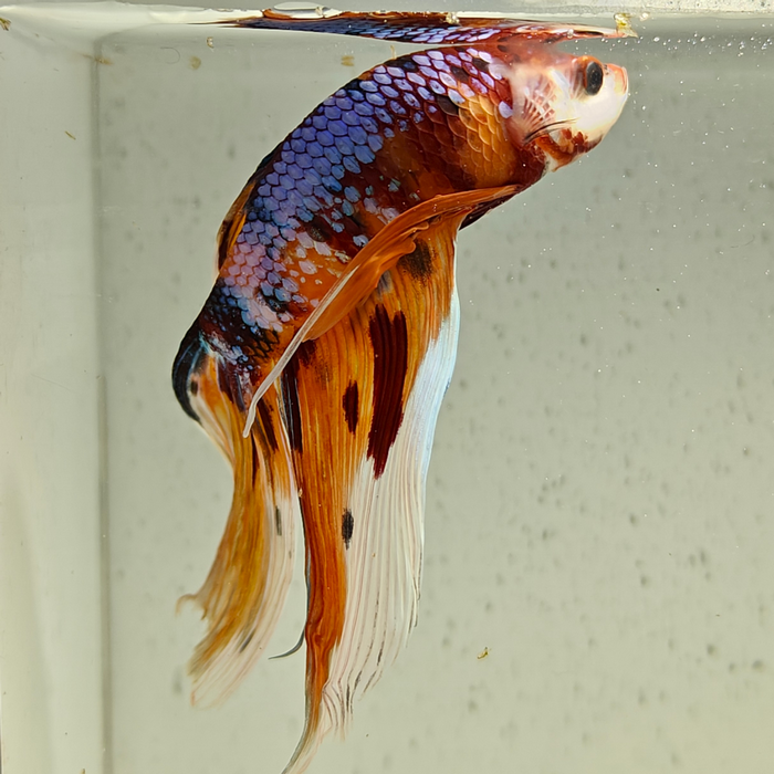 betta splendens man