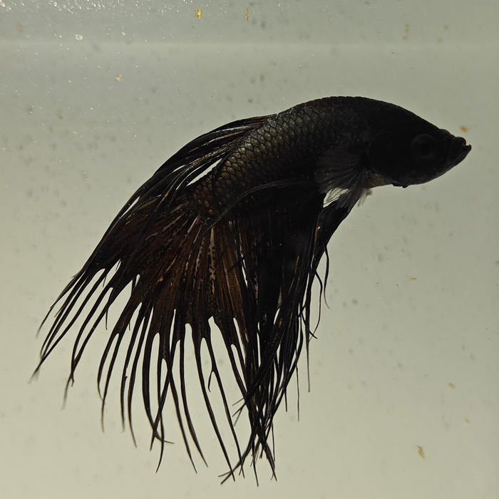 betta splendens man