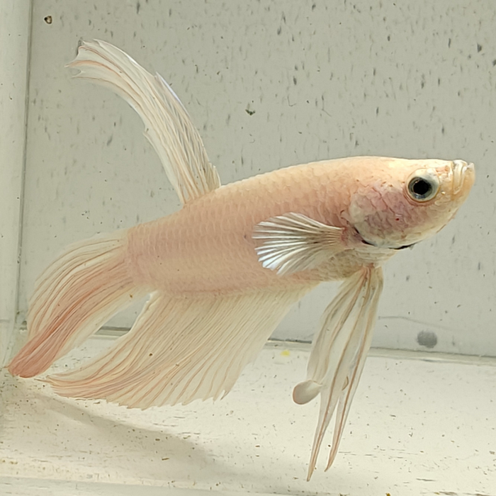 betta splendens man