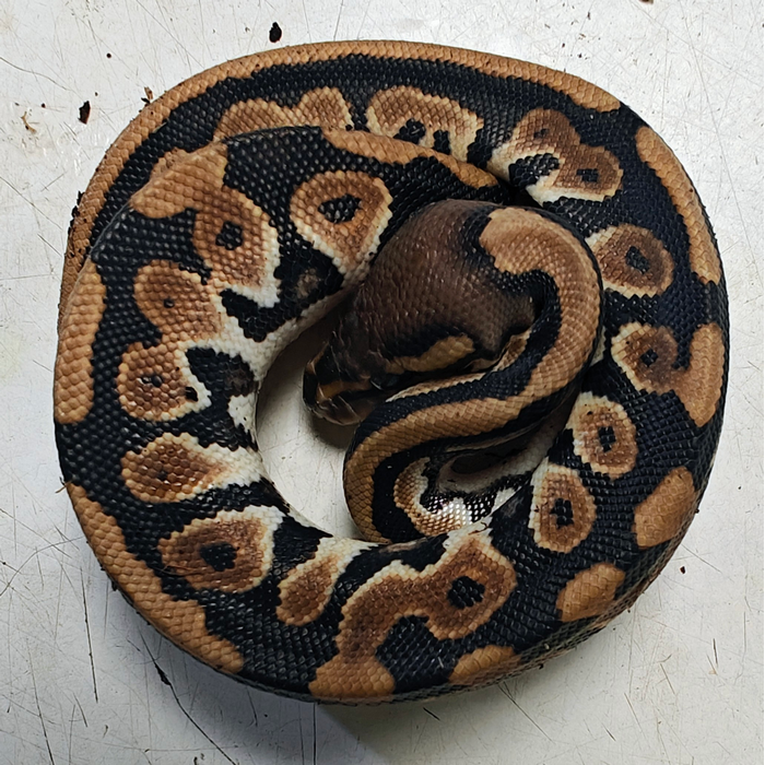 python regius