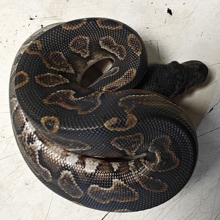 python regius