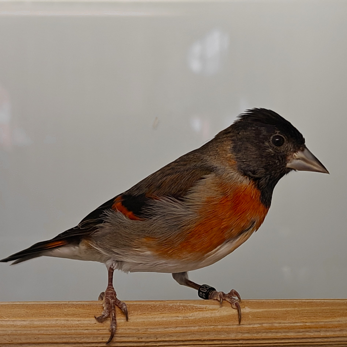 Spinus cucullata x Acanthis flammea