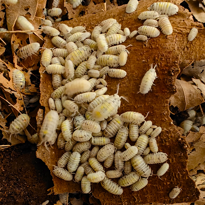 Porcellio granulatum